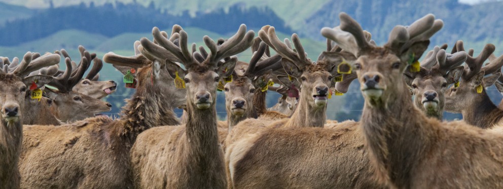 Angela McIntyre Heard of velvet